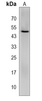 Anti-SAMD8 Antibody