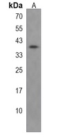 Anti-OR2M7 Antibody