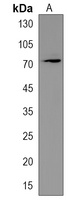 Anti-DCAF8L2 Antibody