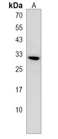 Anti-TNFAIP8L3 Antibody