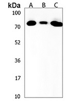 Anti-ZNF860 Antibody