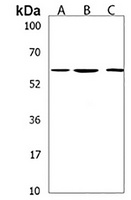 Anti-CCDC36 Antibody