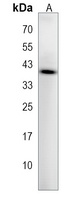 Anti-CD85f Antibody
