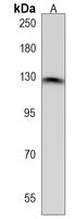 Anti-DDX60L Antibody