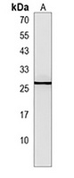 Anti-p23 Antibody