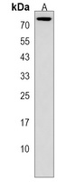 Anti-CCDC63 Antibody