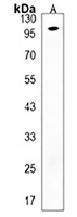 Anti-GAS2L2 Antibody