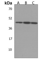 Anti-C9orf173 Antibody