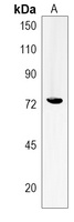 Anti-LRRC45 Antibody