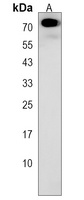 Anti-TMEM151B Antibody