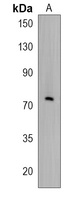Anti-RNF19B Antibody