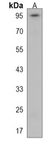 Anti-MYO19 Antibody