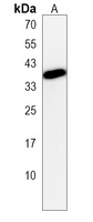 Anti-GFRAL Antibody