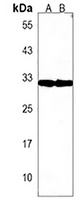Anti-OR5L2 Antibody