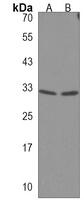 Anti-TEX37 Antibody