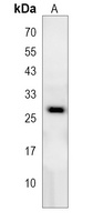 Anti-RPEL1 Antibody