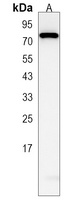 Anti-LRRC40 Antibody