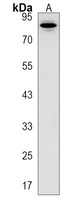 Anti-ASAP3 Antibody