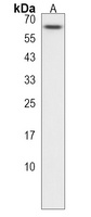 Anti-ZNF674 Antibody