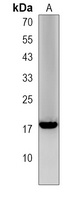 Anti-LCE1A Antibody