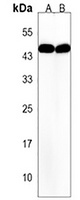 Anti-OR10A4 Antibody