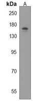 Anti-BCORL1 Antibody