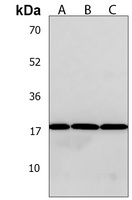 Anti-VCX Antibody