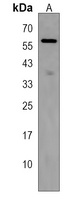 Anti-SP8 Antibody