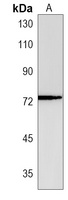Anti-SERAC1 Antibody