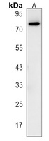 Anti-WDPCP Antibody