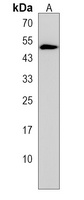 Anti-RTN4IP1 Antibody