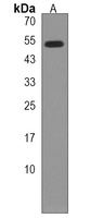 Anti-ZNF492 Antibody