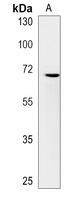 Anti-CCDC37 Antibody