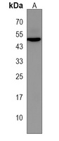 Anti-LRRC34 Antibody