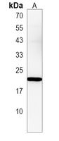 Anti-DMRTC1 Antibody