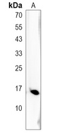 Anti-LY6G6C Antibody