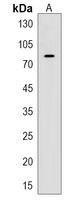 Anti-ATF7IP2 Antibody