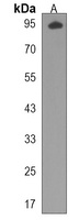 Anti-MICALL1 Antibody