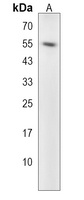 Anti-ACTL7A Antibody