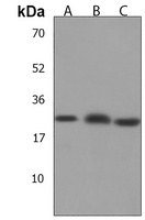 Anti-SCXA Antibody