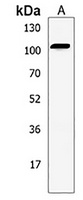 Anti-EFTUD1 Antibody