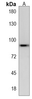 Anti-HHIPL2 Antibody