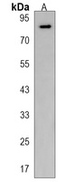 Anti-C11orf63 Antibody