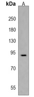 Anti-VWA3B Antibody