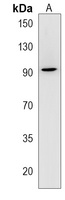 Anti-Hevin Antibody