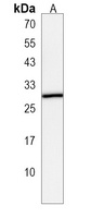 Anti-BLOC1S5 Antibody