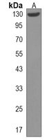 Anti-BACH2 Antibody