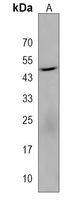 Anti-NIPAL4 Antibody