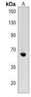 Anti-TMEM214 Antibody