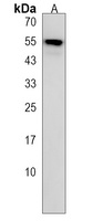 Anti-SLC43A2 Antibody